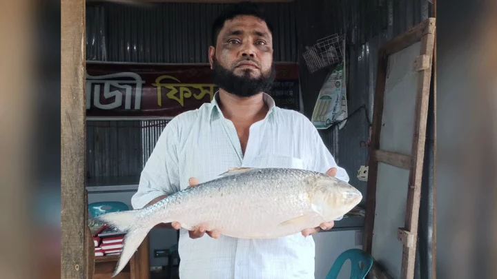 কুয়াকাটায় ১৩ হাজার টাকায় বিক্রি একটি ইলিশ, ওজন আড়াই কেজি কুয়াকাটায় ১৩ হাজার টাকায় বিক্রি একটি ইলিশ, ওজন আড়াই কেজি