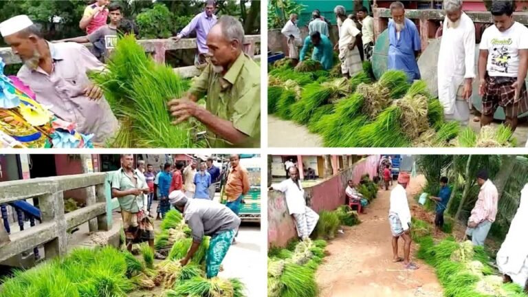 কুমিল্লায় জমে উঠেছে আমন ধানের চারার হাট কুমিল্লায় জমে উঠেছে আমন ধানের চারার হাট