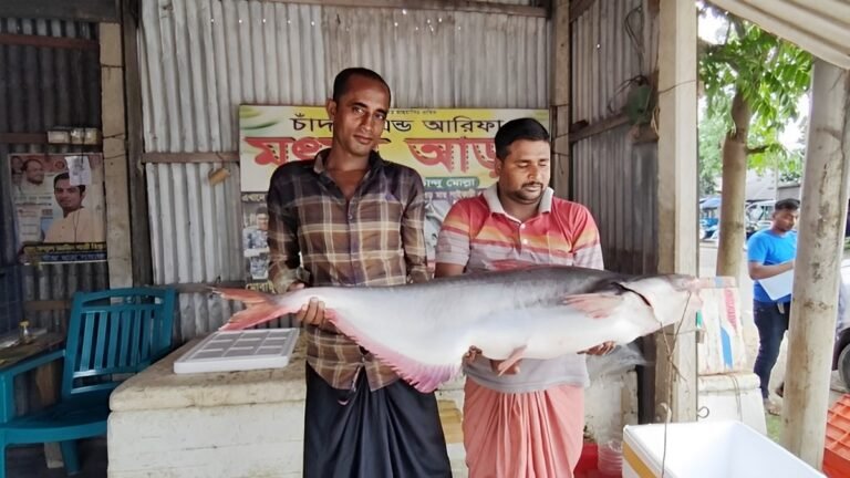 পদ্মার এক পাঙাশ সাড়ে ২৫ হাজারে বিক্রি পদ্মার এক পাঙাশ সাড়ে ২৫ হাজারে বিক্রি