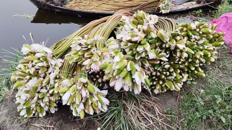 আড়িয়ল বিলের শাপলা বিকল্প আয়ের উৎস আড়িয়ল বিলের শাপলা বিকল্প আয়ের উৎস