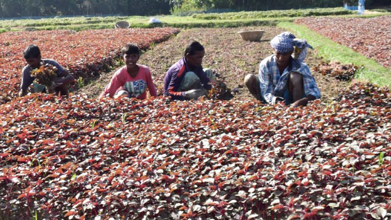 কুমিল্লায় লালশাক চাষে লাভবান কৃষক কুমিল্লায় লালশাক চাষে লাভবান কৃষক