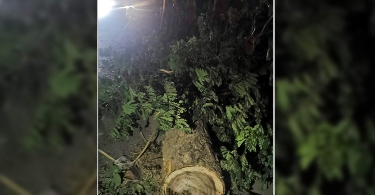 ঢাকা-চট্টগ্রাম মহাসড়কে গাছ কেটে অবরোধ ঢাকা-চট্টগ্রাম মহাসড়কে গাছ কেটে অবরোধ