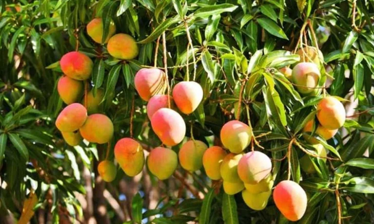 বাংলাদেশ থেকে আম নিতে চায় চীন