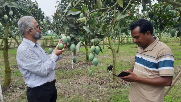 দ্বিতীয়বারের মতো ঠাকুরগাঁওয়ের আম যাচ্ছে ইউরোপে
